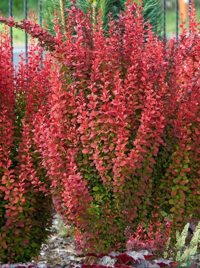 Berberis thunbergii 'Red Rocket'
